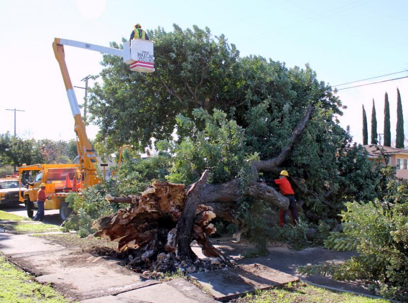 Gerald Ave Fallen Tree