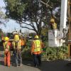 StreetsLA Urban Tree Trimming