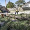 Tree Clearing