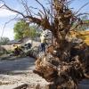 Fallen Tree