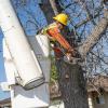 StreetsLA Urban Tree Trimming