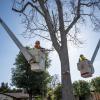 StreetsLA Urban Forestry Work