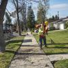 StreetsLA Urban Forestry Cleanup