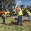 StreetsLA Urban Forestry Tree Planting
