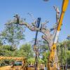 Urban Forestry Division Tree Removal