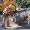 Downed Tree Removal