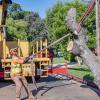 Tree Removal